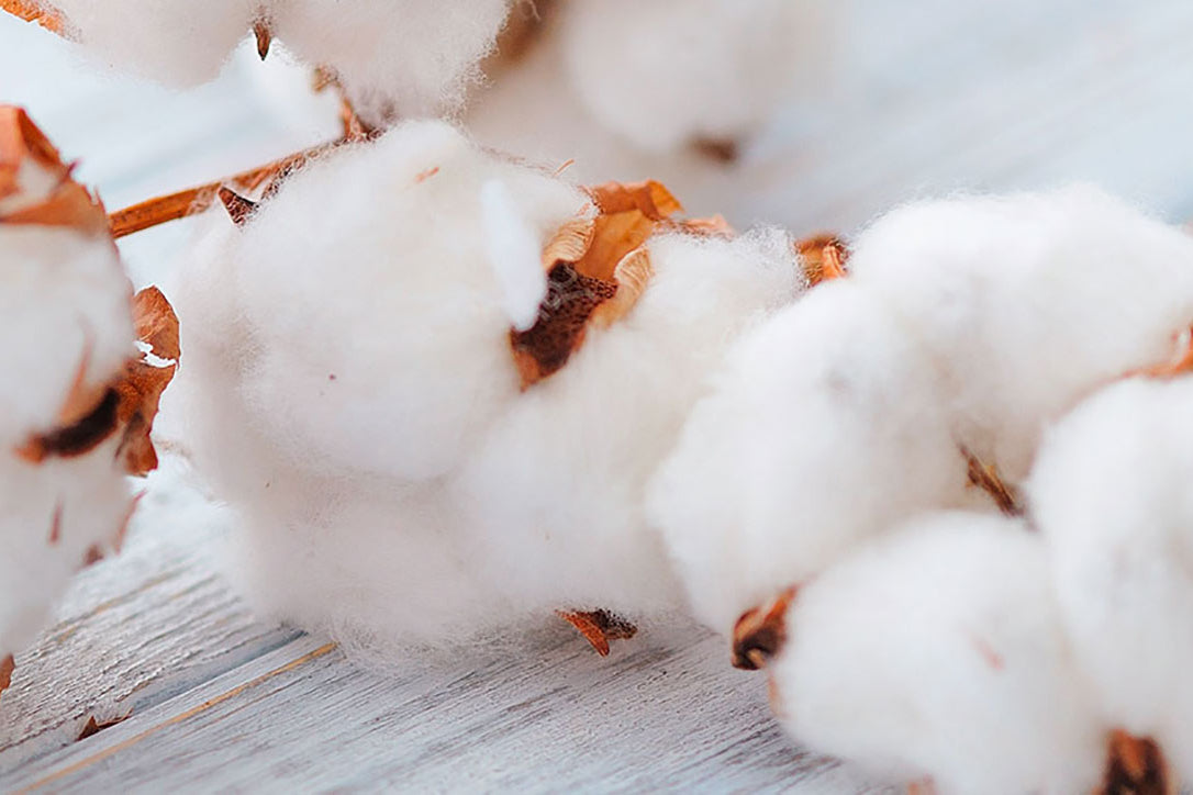 FAIRTRADE MAX HAVELAAR