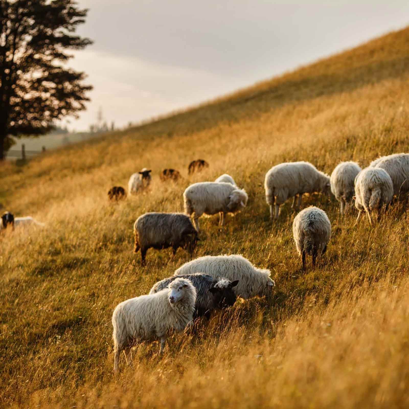 VIRGIN WOOL
