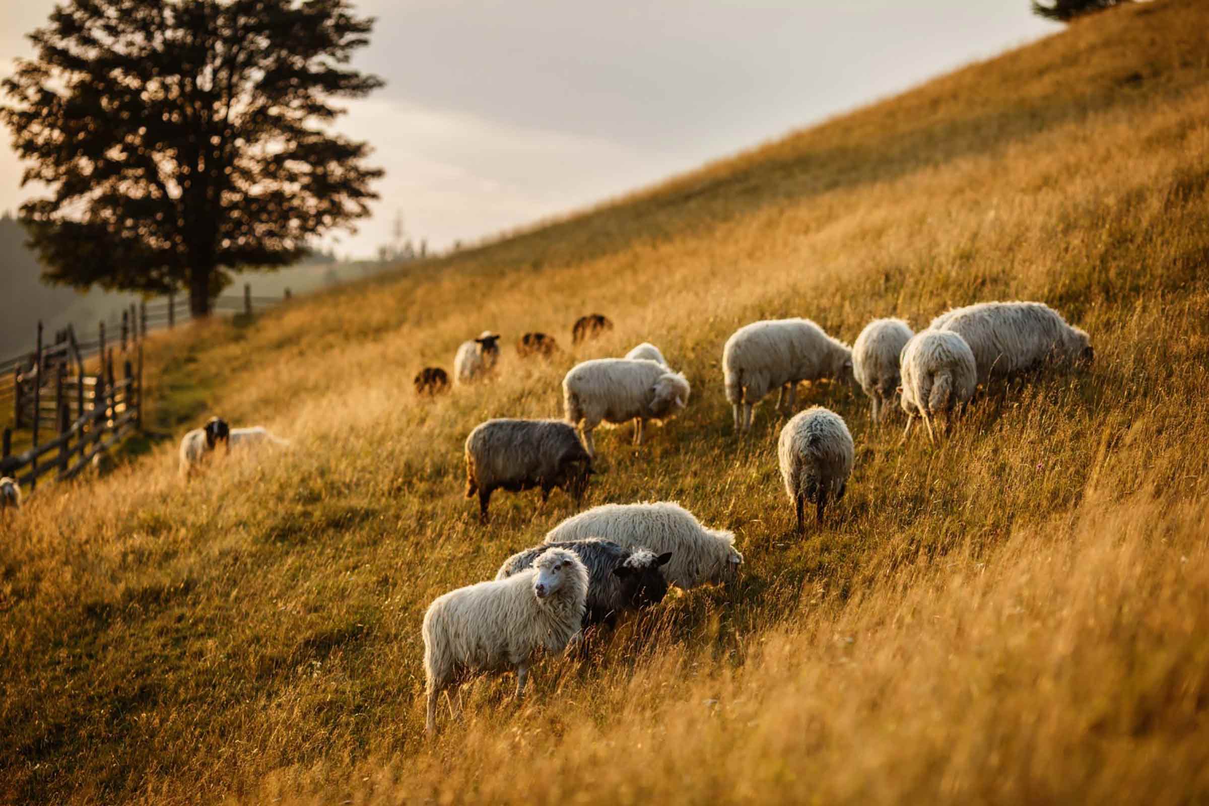 VIRGIN WOOL